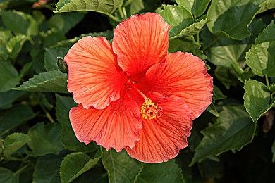 《瘦长鬼影：降临》10周年更新上线 添加简中支持